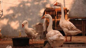 un grupo de gansos esperando comida desde su dueño. aves de corral en patio interior granja video