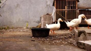 un grupo de gansos esperando comida desde su dueño. aves de corral en patio interior granja video