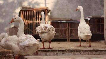 un grupo de gansos esperando comida desde su dueño. aves de corral en patio interior granja video