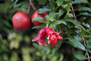 Crimeson red flower of pomegranate blooming on branch and leaves. photo