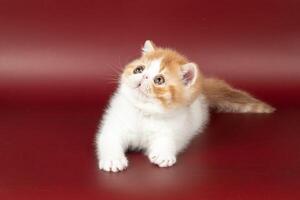 small beautiful red kitten exotic on a burgundy background in the studio. photo