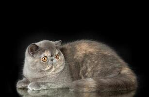 A beautiful exotic shorthair cat plays on a dark studio background with a reflection. photo