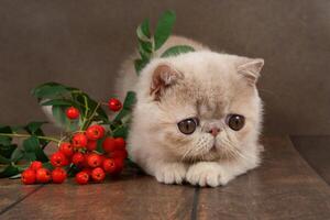 beautiful exotic shorthair kitten lies on the brown background of studio. kitten is playing with rowan berries. photo