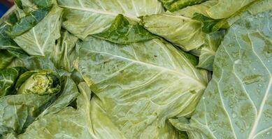 Head of cabbage. Fresh and shiny cabbage leaves background. Lettuce theme. photo