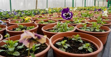 Growing flowers in greenhouse. Colorful blooming flowers in pots. photo