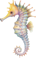 Dwarf Seahorse watercolor png