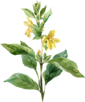 A yellow flower with green leaves png