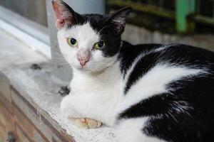 close up of a relaxing cat. photo