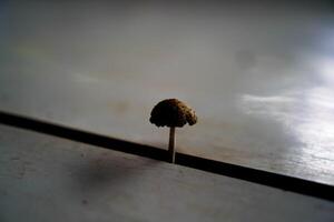 Close-up view of mushrooms growing in gaps in wooden planks. photo