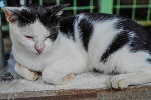 close up of a relaxing cat. photo