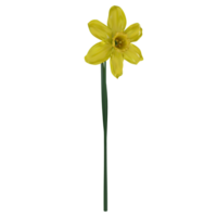 a single yellow daffodil on a stem png