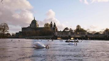 mooi zwaan zwemmen in corrib rivier- Bij schemer met galway kathedraal in achtergrond in galway stad, Ierland, dieren en dieren in het wild in de stad video