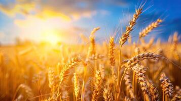 Golden wheat in the field. Grain spikes ripening in summer before the harvest photo