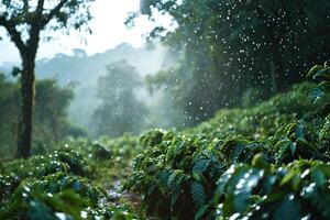 Warm summer rain over a coffee plantation. Generated by artificial intelligence photo