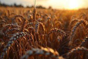 Close-up of a beautiful wheat field in the rays of sunset. Beautiful village landscape. A bountiful harvest. Generated by artificial intelligence photo