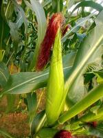 A corn stalk with a red stalk photo