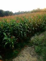 A field of corn with trees in the background photo