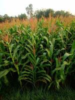 A field of corn with trees in the background photo