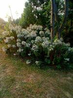 A group of white flowers photo