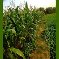 A field of corn with trees in the background photo