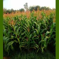 A field of corn with trees in the background photo