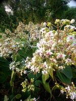 A group of white flowers photo