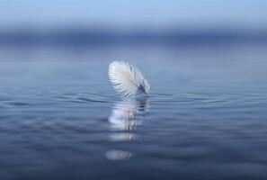 A single white feather floating on the surface of calm blue water. photo