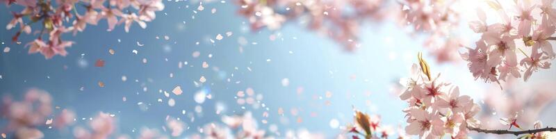 Cherry blossoms with blue sky background, banner with empty copy space. photo