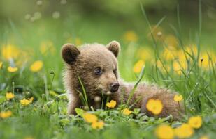 A cute baby bear cub is playing in the green grass with yellow flowers. photo