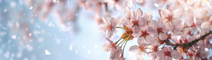 Cherry blossoms with blue sky background, banner with empty copy space. photo