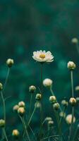 A single flower surrounded by many smaller buds reaching up for support, symbolizing the role of a therapist and support groups photo