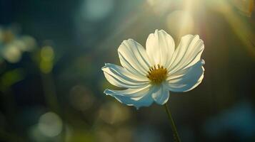 un flor radiante un suave, calmante luz, simbolizando el terapéutico efecto de hablar terapia foto