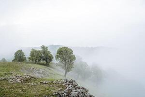 Trees in the fog grow on top of the mountain, cold weather, a cloud has descended to the ground, weather in the mountains, spring morning. photo