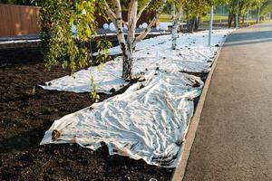 Growing a lawn in a country house, preparatory work for farming, protecting seeds from birds pecking. photo