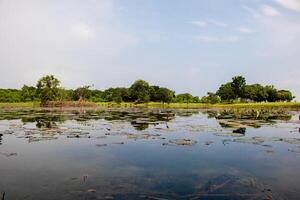 Lake pond with A Beautiful Blooming pink Lotus Water Lily Pad Flowers photo