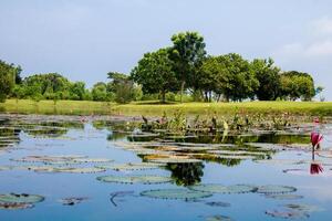 Lake pond with A Beautiful Blooming pink Lotus Water Lily Pad Flowers photo