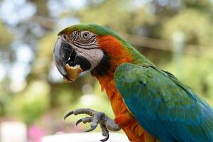 A funny giant parrot eats a piece of greek koulouri bread with sesame seeds. Close-up picture. Selective focus. Exotic brazilian bird. Macaw Ara ararauna portait photo