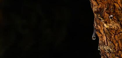 cerca arriba de masilla rezuma en lágrimas fuera de el rama de un masilla árbol. selectivo atención en el masilla soltar aclarar y centelleo en el luz de sol en el negro fondo Quíos isla, Grecia. bandera. foto