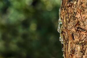 Selective focus on big mastic drops oozes in tears out of the branch of a mastic tree. The resin mastic brightens and twinkles in the sunlight. Beautiful bokeh background. Chios, Greece. photo