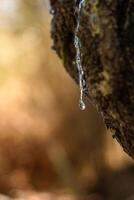 Selective focus on big mastic drops oozes in tears out of branch of mastic tree. resin mastic brightens and twinkles in sunlight. Vertical pic. Beautiful bokeh background. Chios, Greece photo