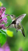 Mesmerizing image of hovering hummingbird amidst riot of colors, drawn to vibrant flower, symbolizing the harmony, vitality of the natural world, intelligence, beauty, devotion, and love photo