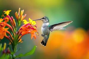 flotando colibrí delicadamente alimentación desde un vistoso flor, conjunto en contra un borroso antecedentes. intrigante capturar de un momento de natural preguntarse foto
