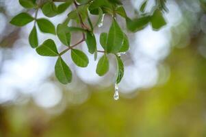 Selective focus on big mastic drops oozes in tears out of the branch of a mastic tree. The resin mastic brightens and twinkles in the sunlight. Vertical pic. Beautiful bokeh background. Chios, Greece. photo