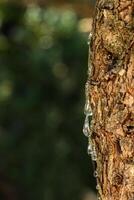 Selective focus on big mastic drops oozes in tears out of the branch of a mastic tree. The resin mastic brightens and twinkles in the sunlight. Vertical pic. Beautiful bokeh background. Chios, Greece. photo