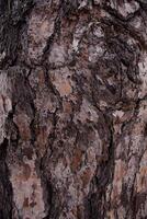 Close up bark of pine tree trunk texture background photo