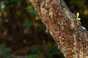 Mastic oozes in tears out of the branch of a mastic tree. Mastic drops brighten and twinkle in the sunlight. Chios island, Greece. Selective focus photo