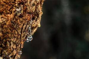 Close up of mastic oozes in tears out of the branch of a mastic tree. Selective focus on the mastic drop brighten and twinkle in the sunlight on the black backround. Chios island, Greece.. photo