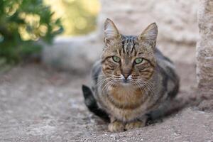 Close up portrait of a gray tabby cat with green eyes looking to camera on blurred background. Pets walking outdoor adventure. Non-pedigree cats in garden. photo