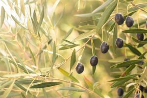 Selective focus olive-tree branch with ripe black olives ready for harvest. Healthy lifestyle and peace symbol concept. Close up view. Blurred nature background. Chios, Greece photo