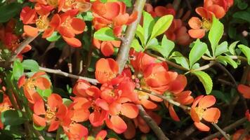 ljus röd blommor av en blommande kvitten, chaenomeles speciosa, buske. en taggig lövfällande eller semi-vintergrön buske också känd som japansk kvitten eller kinesisk kvitten video